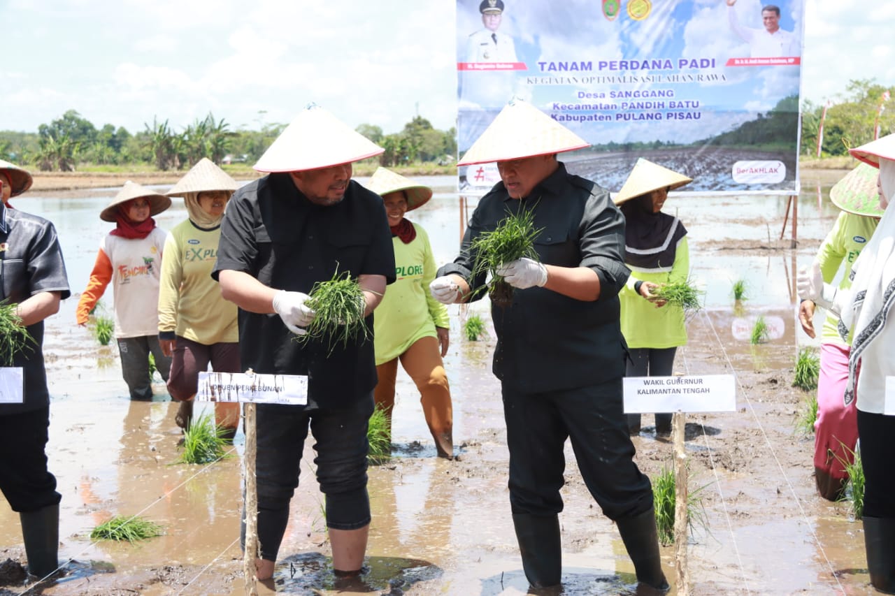 Direktur Jenderal Perkebunan Andi Nur Alam Syah Didampingi Wagub Kalteng Edy Pratowo Lakukan Tanam Perdana Padi Optimalisasi Lahan Rawa