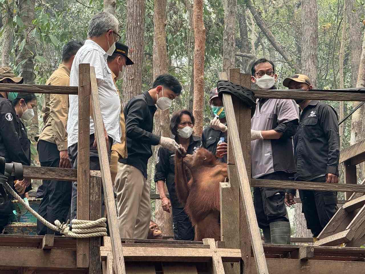 Wapres Gibran Tinjau Nyaru Menteng, Pastikan Penanganan Orangutan Terdampak Karhutla Berjalan Optimal