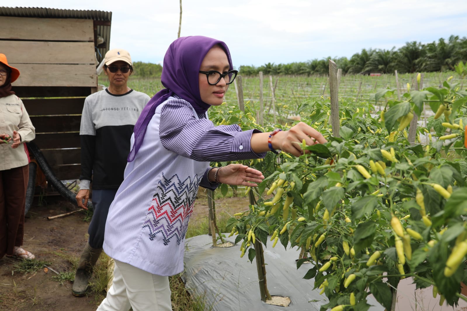 Gubernur Kalteng Dan Wagub Kunjungi Lokasi Pertanian Di Desa Garung