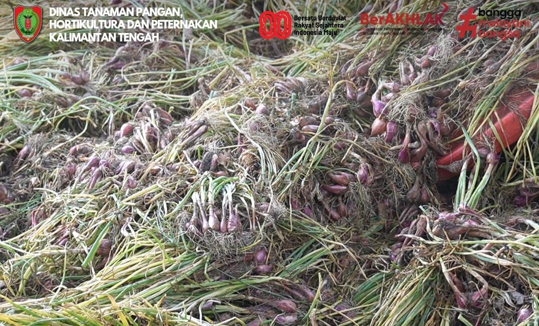 Panen Bawang Merah, Dinas TPHP Kalteng Dukung Produktivitas Petani di Tangkiling