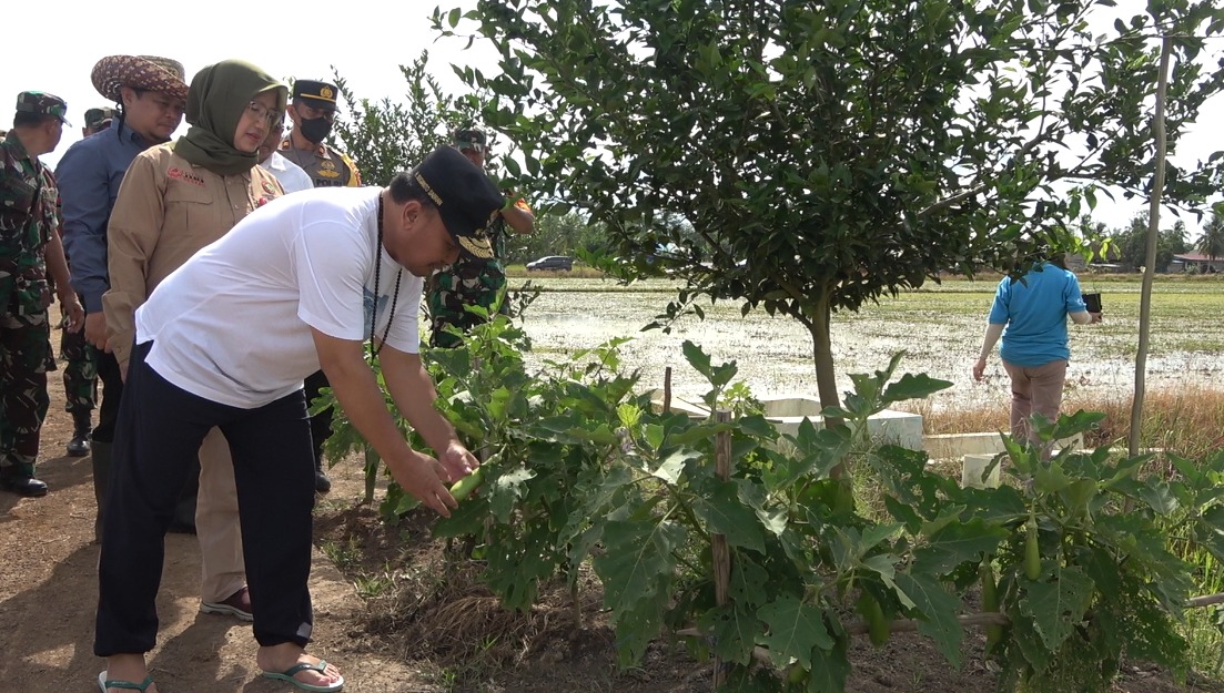Gubernur Kalteng Sugianto Sabran Tinjau Perkembangan Food Estate Di Desa Belanti Siam Dan Desa Gadabung
