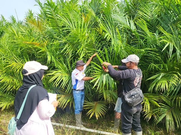 UPT BP3B Dinas Perkebunan Prov. Kalteng Laksanakan Sertifikasi Benih Kelapa Sawit di Desa Guci