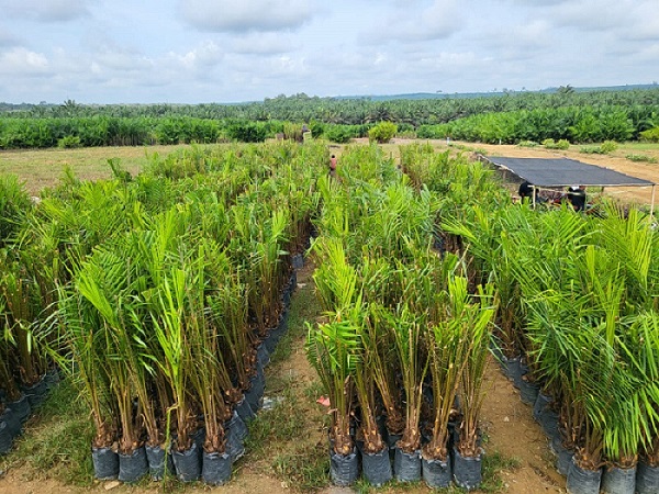 UPT BP3B Dinas Perkebunan Prov. Kalteng Laksanakan Sertifikasi Benih Kelapa Sawit di Desa Guci