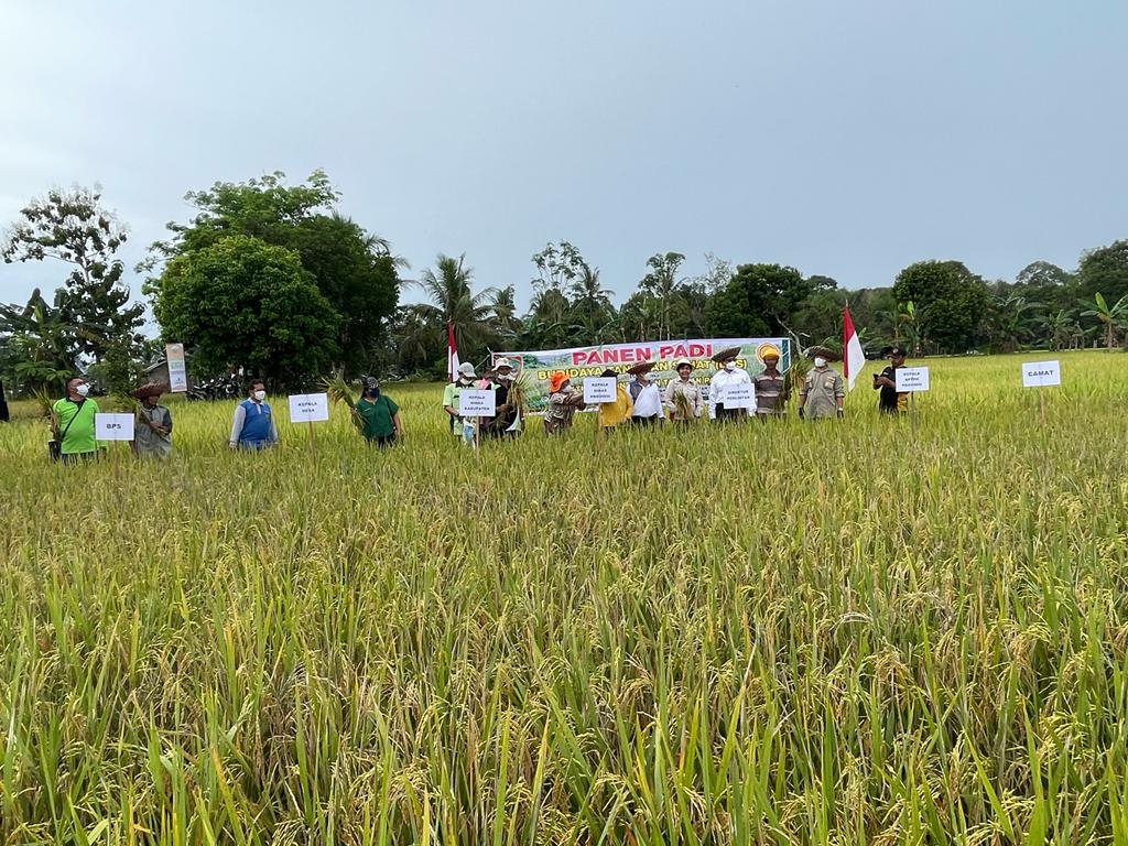 Panen Padi Program Budidaya Tanaman Sehat Di Kecamatan Dusun Tengah Kabupaten Barito Timur