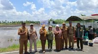Kolaborasi Program OPLA dan Program Brigade Pangan untuk Meningkatkan LTT Padi