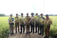 Sinergi Pemprov Kalteng dan PT Pupuk Indonesia Dalam Optimalisasi Lahan Melalui Panen Raya Demplot Padi