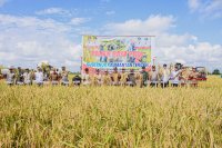 Gubernur Kalteng Agustiar Sabran Hadiri Panen Raya Padi di Desa Terusan Makmur